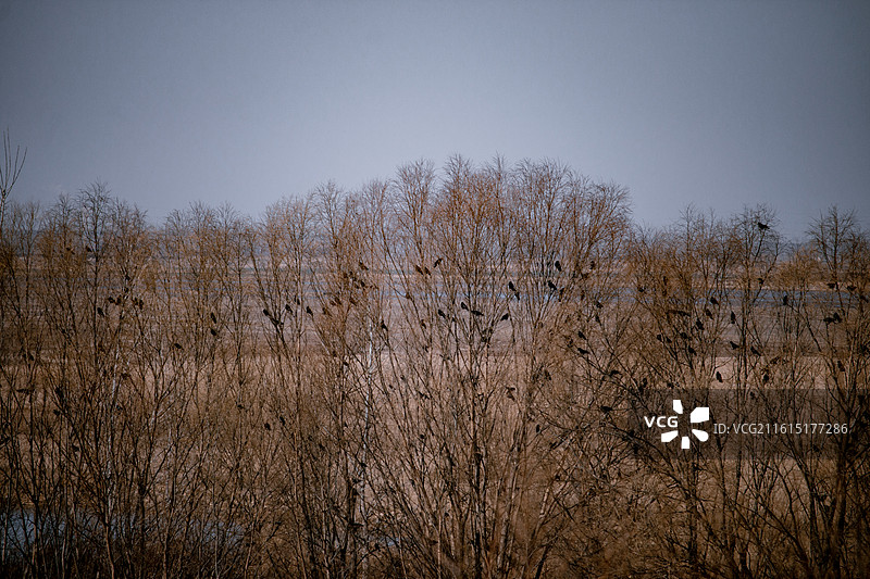 黄河湿地公园 河南省郑州市图片素材