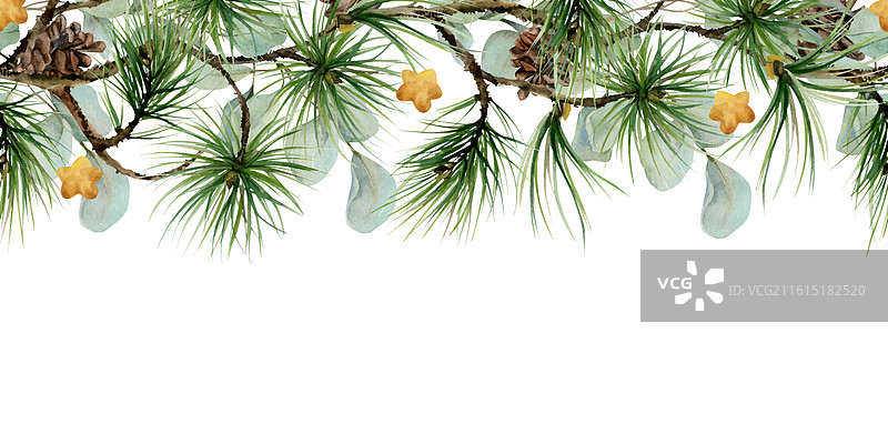 松树、冷杉树、云杉枝、松果、金星图片素材