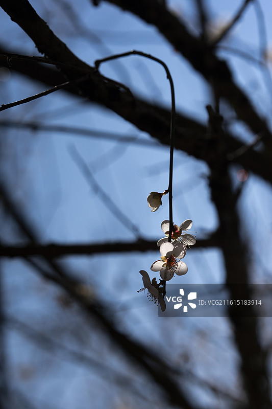 指花为灯图片素材