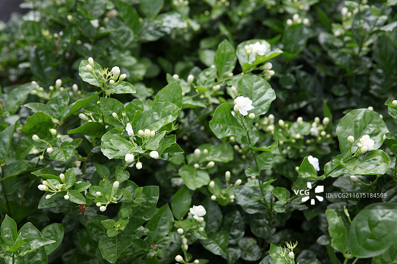 广西横州市陶圩镇茉莉花图片素材