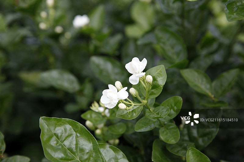 广西横州市陶圩镇茉莉花图片素材