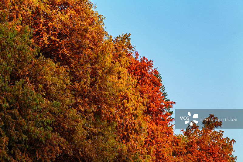 秋天树木落羽杉对天的低角度视图图片素材