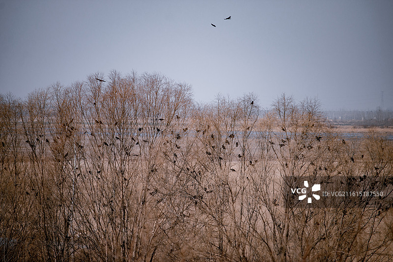 黄河湿地公园 河南省郑州市图片素材