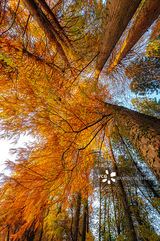 广州华南植物园秋季森林树木落羽杉的低角度视图图片素材