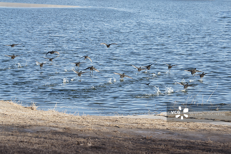 《冬天·翠湖·野鸭子》图片素材