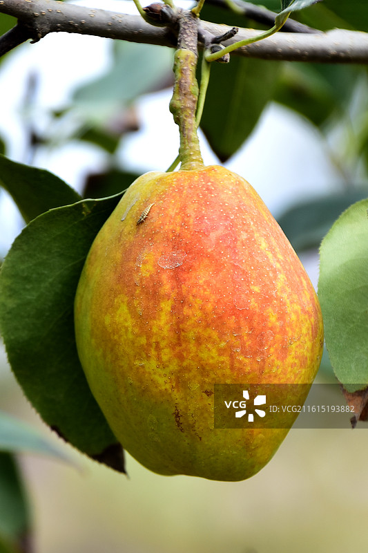 库尔勒香梨图片素材