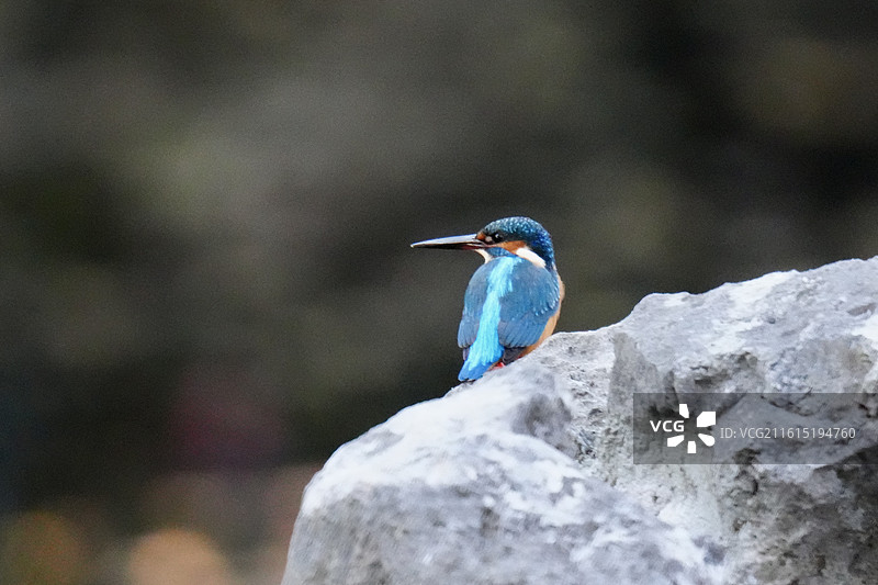 上海 中山公园 春在亭 池塘 普通翠鸟 保护动物图片素材
