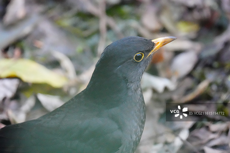 乌鸫 英文名 Chinese Blackbird 学名 Turdus mandarinus 雀形目图片素材