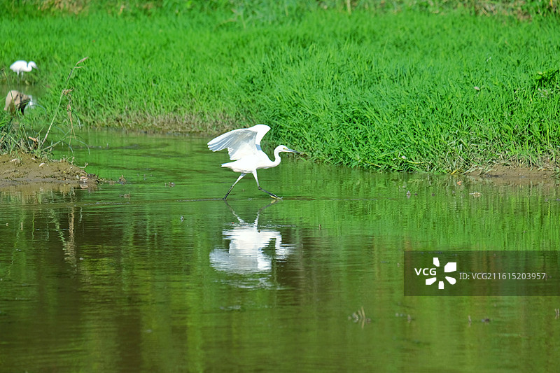 夏天河水里的白鹭。倒影。清新风景背景图壁纸图片素材