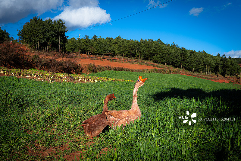菜地里自由行走的鹅图片素材