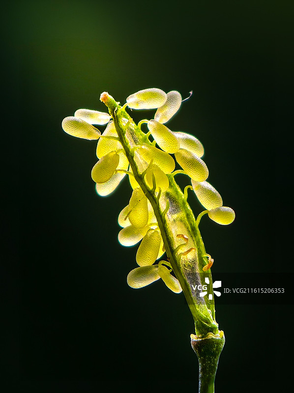 荠菜籽图片素材
