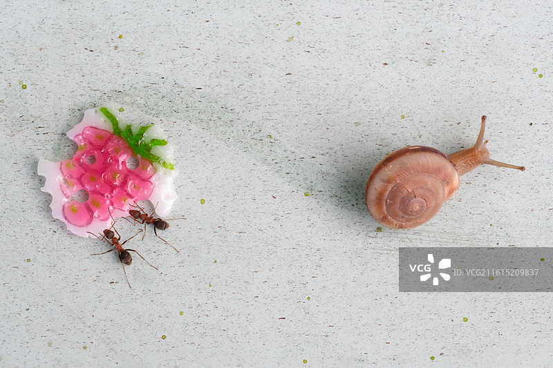 秋天雨水落叶蜗牛。倒影反射。蚂蚁糖果背景图壁纸图片素材