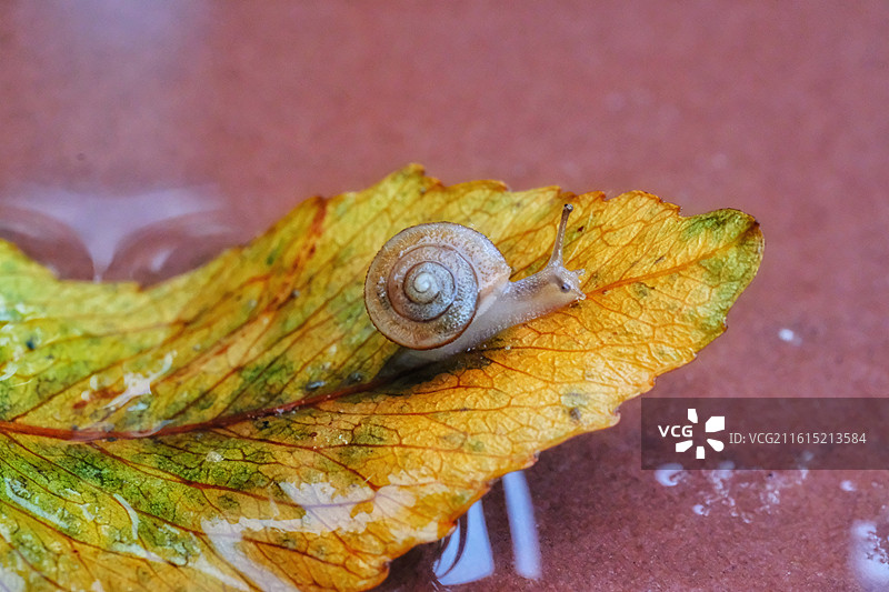 秋天雨水落叶蜗牛。倒影反射。蚂蚁糖果背景图壁纸图片素材