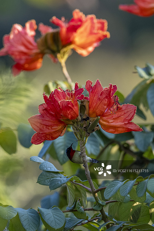 火焰花与太阳鸟图片素材