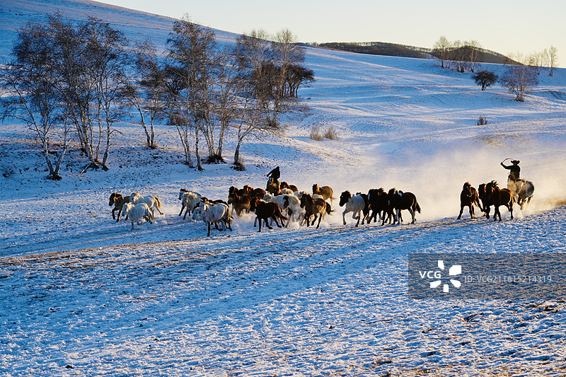 草原 远山 雪地 大寒 奔马 马群 背影 奔跑 马年 朝阳图片素材