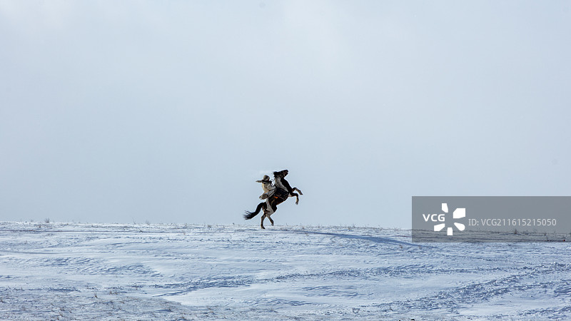 雪原上的单腿立马图片素材