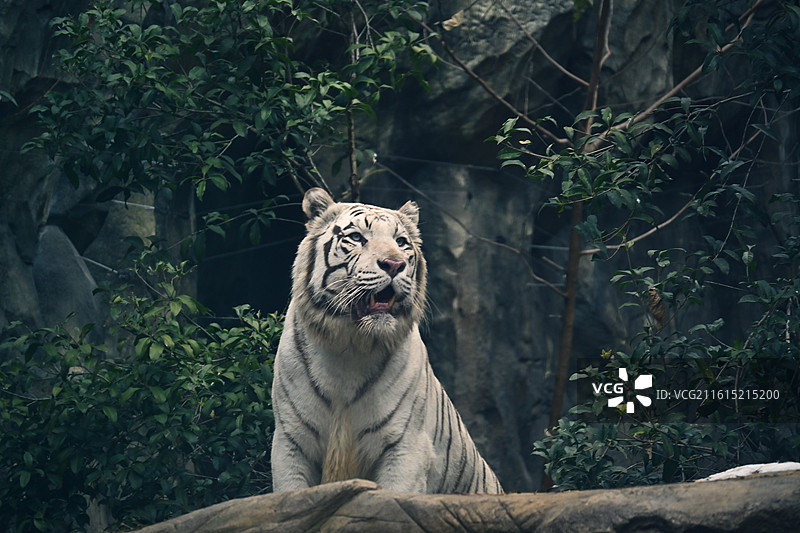 红山森林动物园孟加拉虎-白虎-吃肉巡逻图片素材