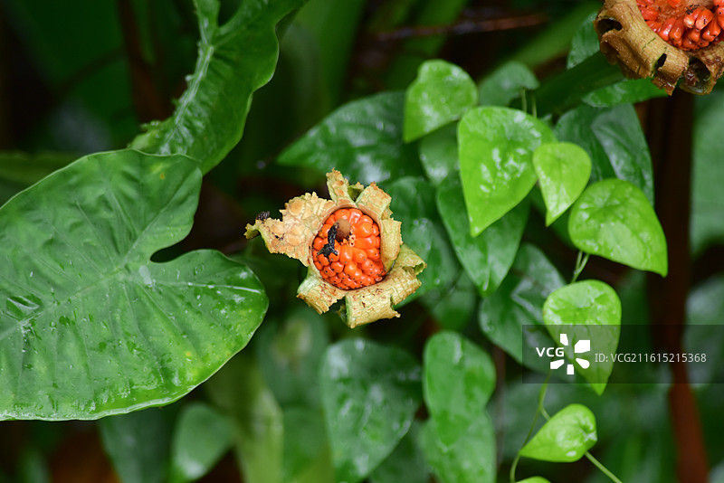 中国园林植物-Alocasia odora 海芋图片素材