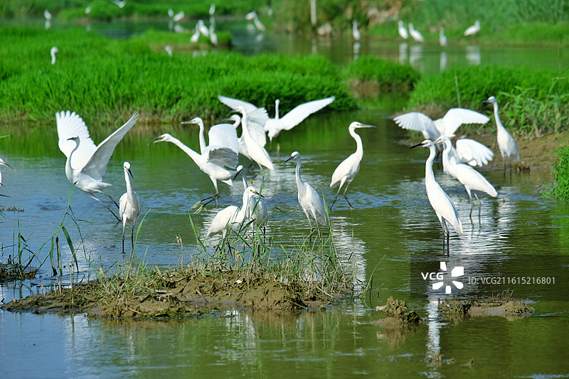 夏天河水里的白鹭。倒影。清新风景背景图壁纸图片素材
