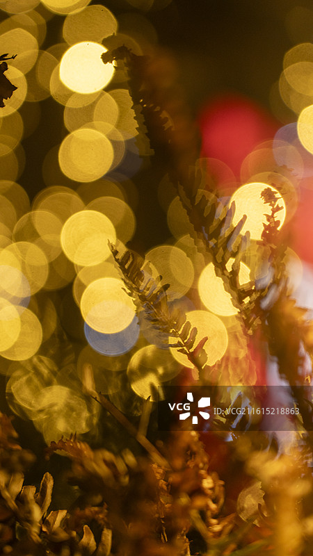 喜庆节日圣诞节灯光布置树木光带特写图片素材