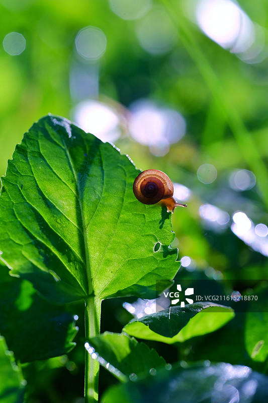 阳光下绿色草叶上的可爱小蜗牛。微距特写背景图壁纸设计素材图片素材