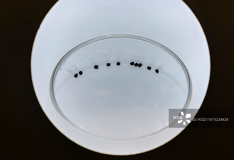 炭化黍 新石器时代 兴隆洼文化 内蒙古敖汉兴隆沟遗址第一地点 中国考古博物馆文明起源展厅图片素材