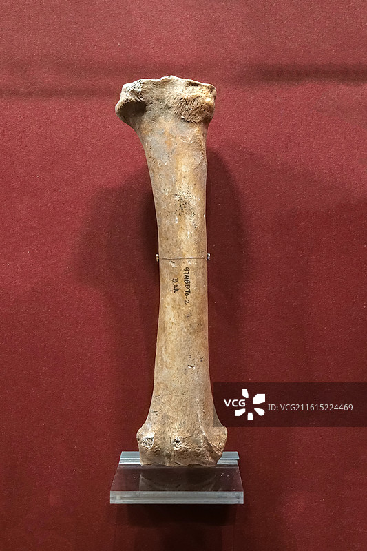 马肢骨 商代 河南安阳殷墟白家坟遗址东 中国考古博物馆（中国历史研究院）文明起源展厅图片素材