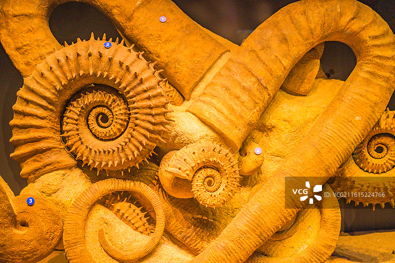 海洋博物馆动植物化石图片素材