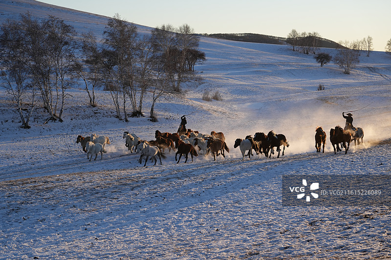 草原 远山 雪地 大寒 奔马 马群 背影 奔跑 马年 朝阳图片素材