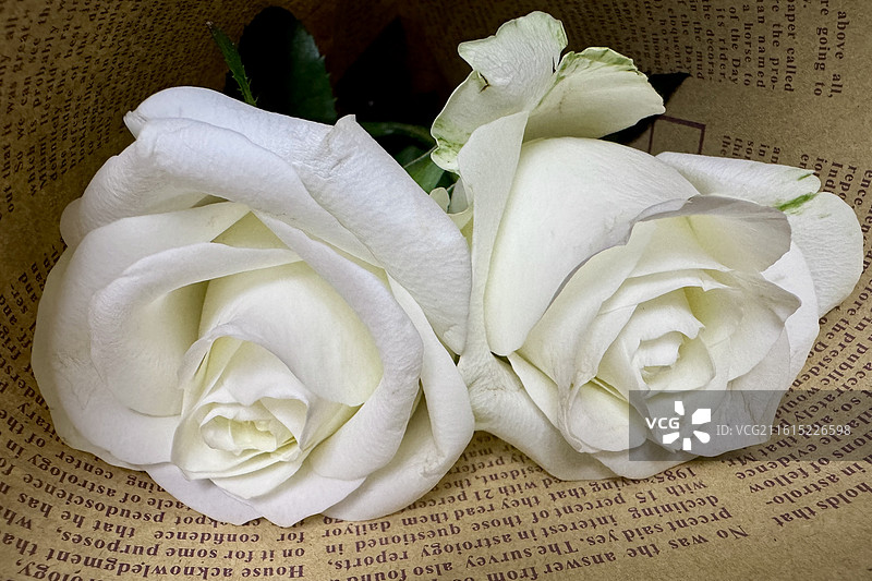 节日两朵白玫瑰图片素材