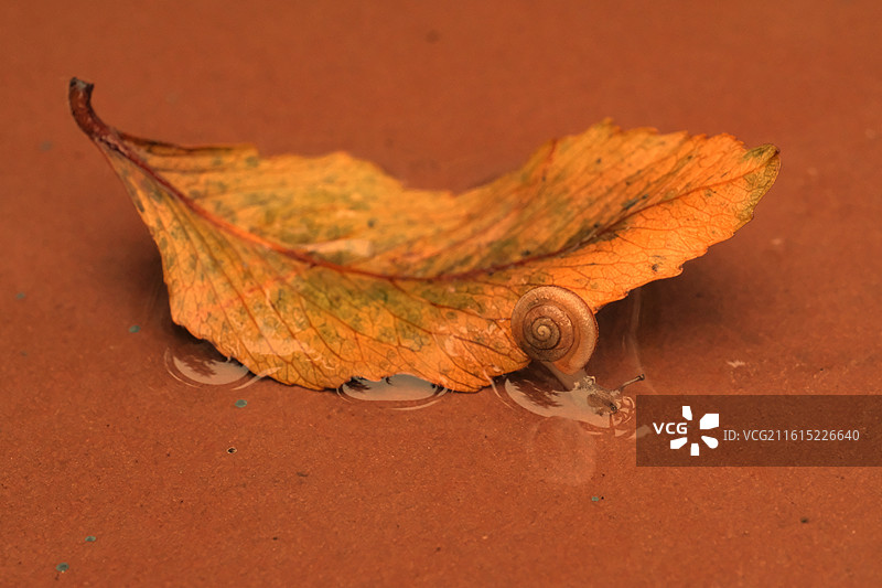 秋天雨水落叶蜗牛。倒影反射。蚂蚁糖果背景图壁纸图片素材