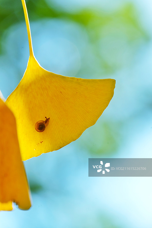 阳光银杏叶蜗牛。秋日逆光风景背景图壁纸。秋景秋色图片素材