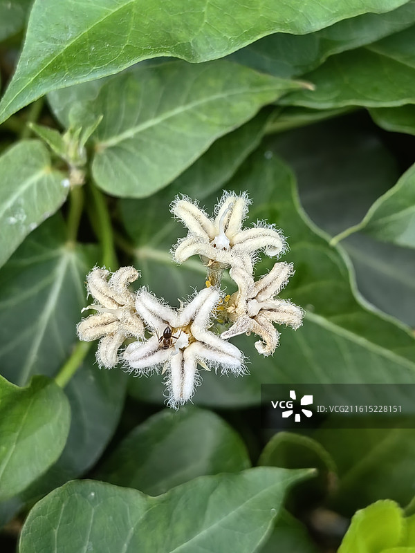 植物:萝摩花朵特写，绿色叶片为背景图片素材