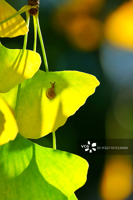 阳光银杏叶蜗牛。秋日逆光风景背景图壁纸。秋景秋色图片素材