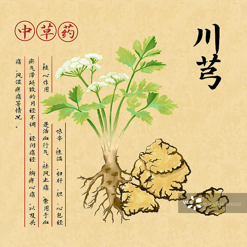 川芎中草药国风手绘插画海报图片素材