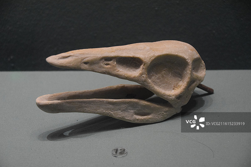 恐龙头骨化石 成都理工大学博物馆图片素材