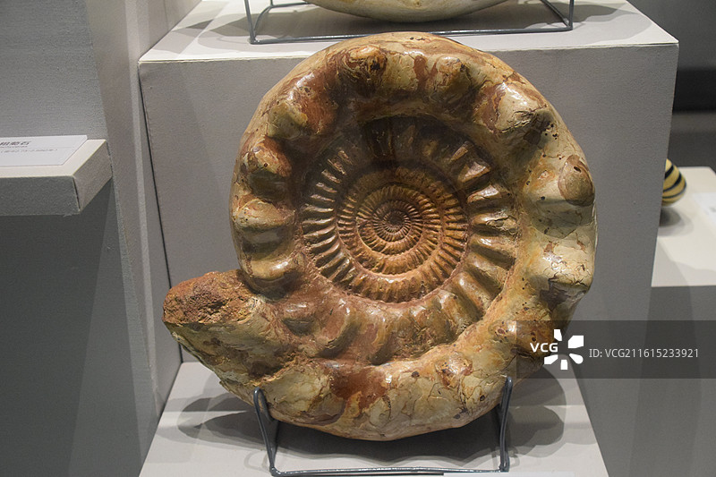 菊石 成都理工大学博物馆图片素材