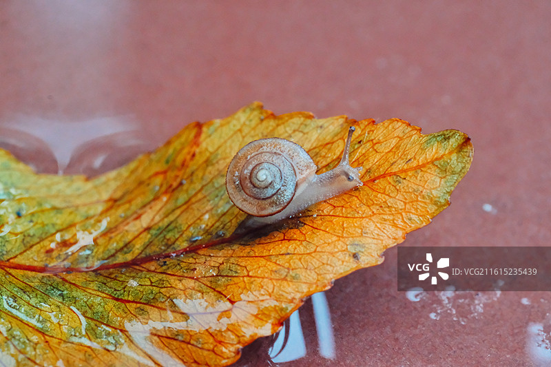秋天雨水落叶蜗牛。倒影反射。蚂蚁糖果背景图壁纸图片素材