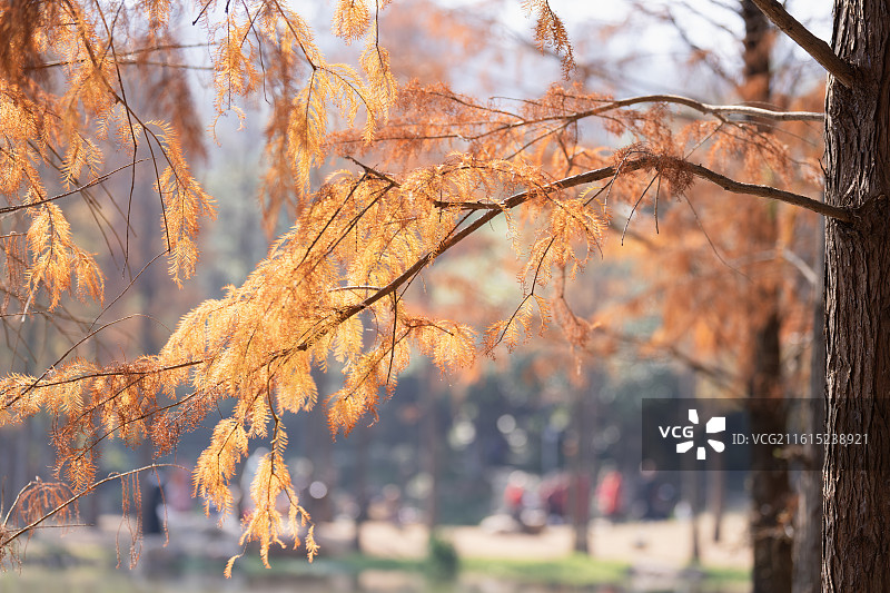 中国广西南宁市青秀山金杉湖美丽的落羽杉图片素材