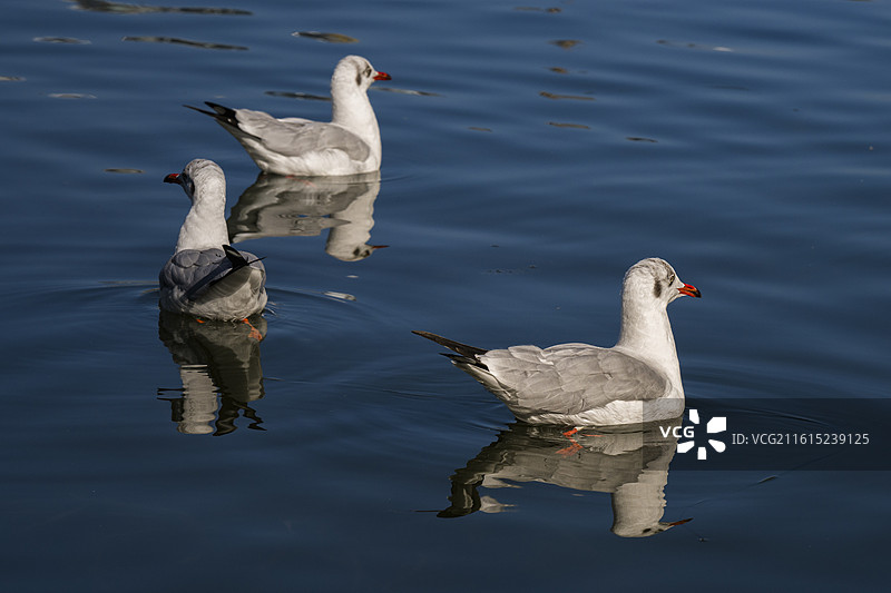 冬天的精灵图片素材
