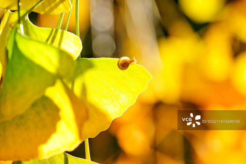 阳光银杏叶蜗牛。秋日逆光风景背景图壁纸。秋景秋色图片素材