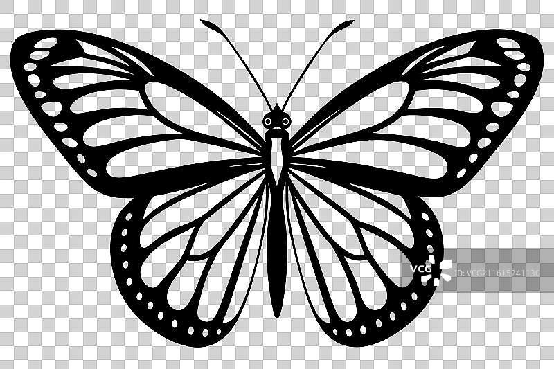 帝王蝶在图片素材