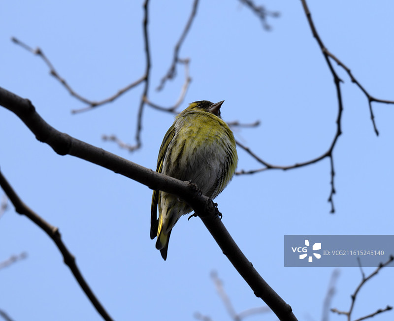 古猗园黄雀种群图片素材