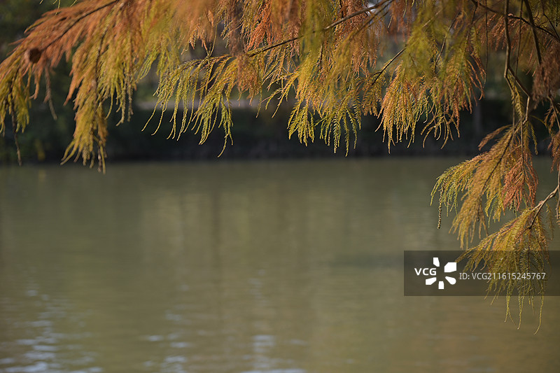 广东肇庆七星岩北门免费落羽杉打卡秋冬氛围图片素材