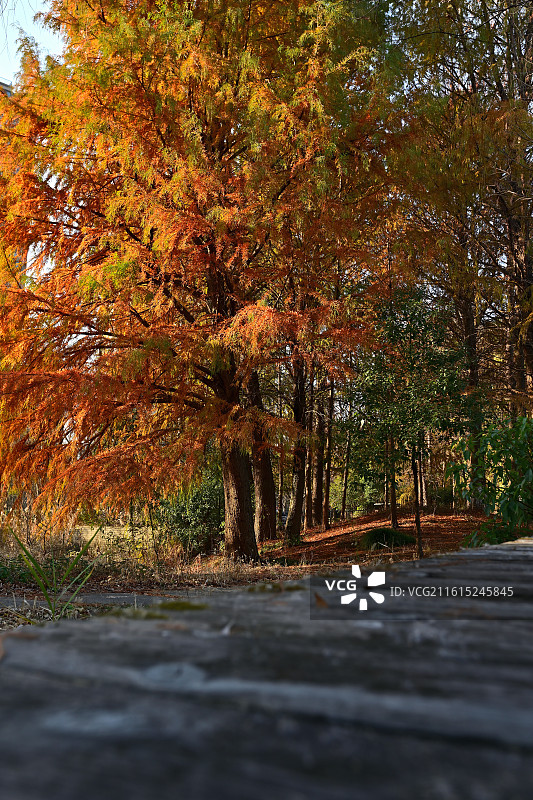 冬日红松路图片素材