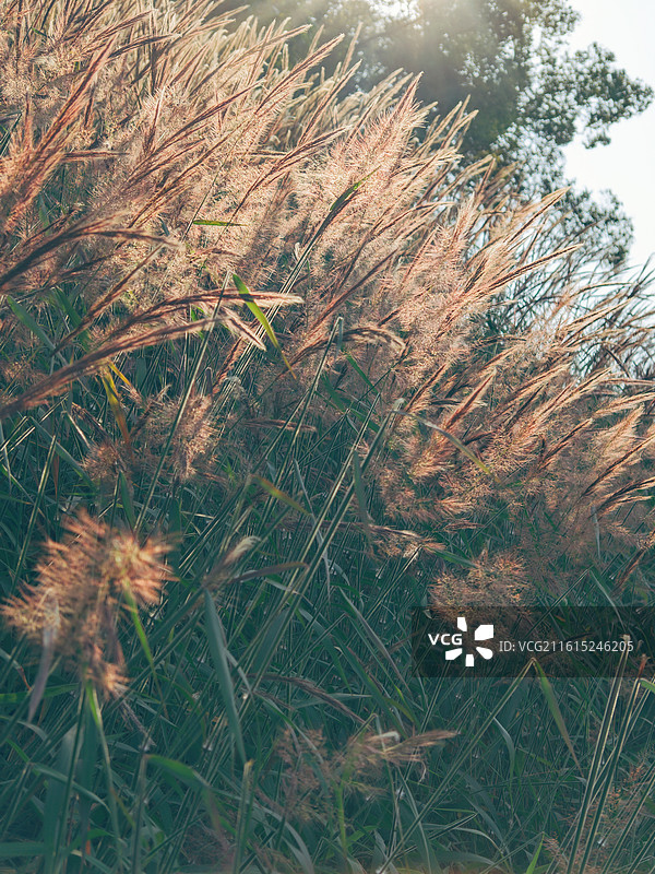 牧地狼尾草图片素材