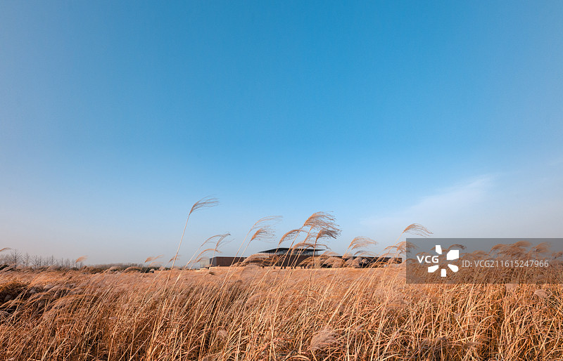 河南省洛阳市偃师区二里头遗址博物馆广场芒草随风飘荡图片素材