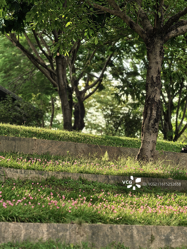 深圳中心公园春日霞光灿烂，鲜花星星点点图片素材