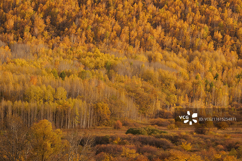 额尔古纳的老鹰嘴，金秋图片素材