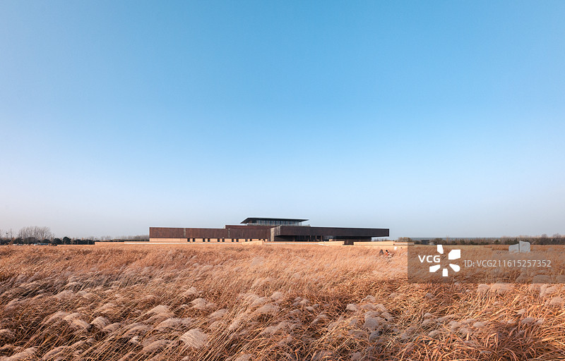 河南省洛阳市偃师区二里头遗址博物馆广场芒草随风飘荡图片素材